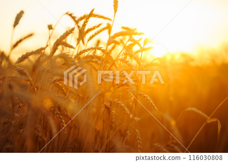 Sunbeams of the setting sun on a golden wheat field. harvest nature growth. Harvesting. Sunbeams of the setting sun on a golden wheat field. harvest nature growth. Harvesting. 116030808