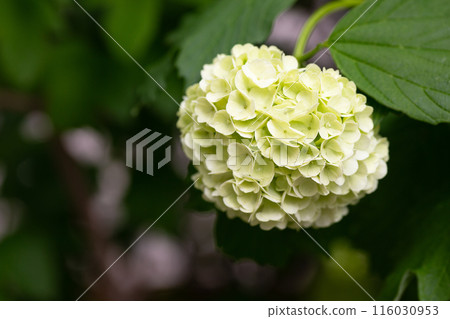 decorative viburnum buldenezh Viburnum Boulle-de-neig, Viburnum opulus Roseum, Snow globe blooms decorative viburnum buldenezh Viburnum Boulle-de-neig, Viburnum opulus Roseum, Snow globe blooms 116030953