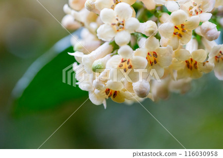 Viburnum suspensum clusters of small white flowers on a branch, selective focus. Spring flower background 116030958