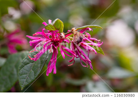 Botanical collection, pink flowers of Loropetalum chinense close up Botanical collection, pink flowers of Loropetalum chinense close up 116030980