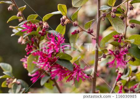 Botanical collection, pink flowers of Loropetalum chinense close up 116030985
