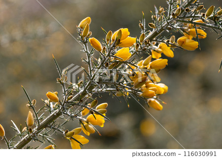 Yellow flowers of Ulex, commonly known as gorse, furze, selective focus, floral yellow spring and summer background Yellow flowers of Ulex, commonly known as gorse, furze, selective focus, floral yellow spring and summer background 116030991