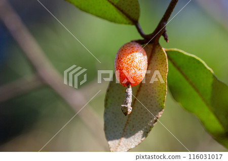 close up Elaeagnus pungens is a species of flowering plant in the family Elaeagnaceae 116031017
