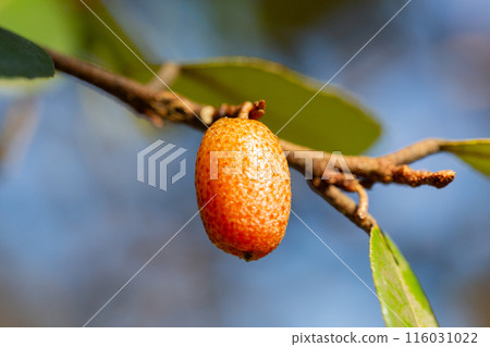 close up Elaeagnus pungens is a species of flowering plant in the family Elaeagnaceae 116031022