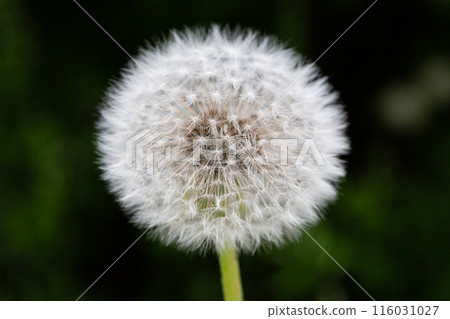 Closed Bud of a dandelion. Dandelion white flowers in green grass. 116031027
