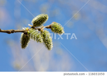 Yellow catkins Salix caprea blooming in spring Yellow catkins Salix caprea blooming in spring 116031050