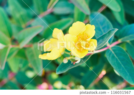 Goldenrod flowers blooming in the garden 116031567
