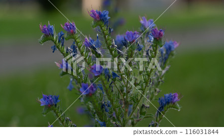 The plant is an ordinary bruise growing in dense grass The plant is an ordinary bruise growing in dense grass 116031844