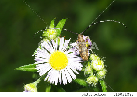 A long-horned beetle resting on a daisy flower bud A long-horned beetle resting on a daisy flower bud 116031883