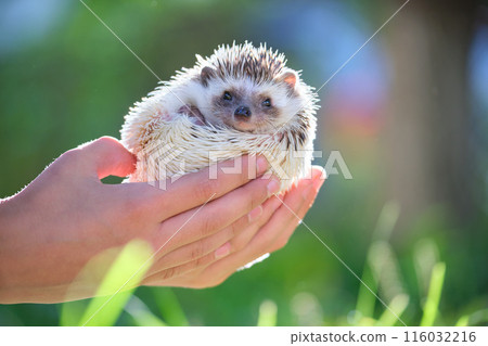Human hands holding little african hedgehog pet outdoors on summer day. Keeping domestic animals and caring for pets concept. 116032216