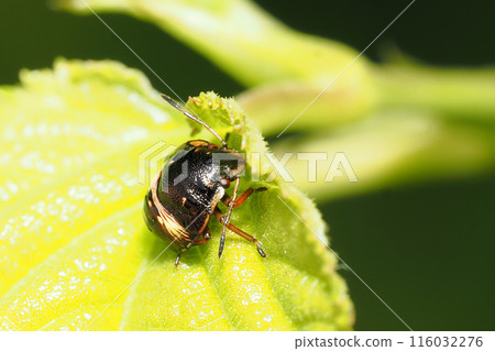 Larvae of Chabanus bug 116032276