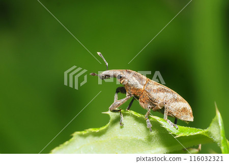 Hathi bonito weevil Hathi bonito weevil 116032321