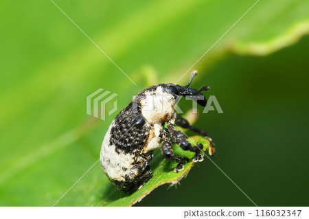 Bullfrog bean weevil 116032347