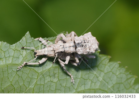 Pair of Weevils 116032433