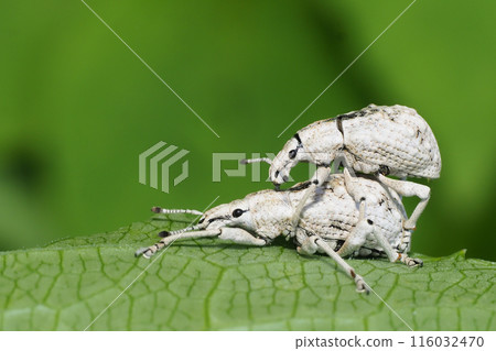Pair of Weevils 116032470