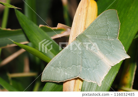 A type of blue-green scorpion 116032485