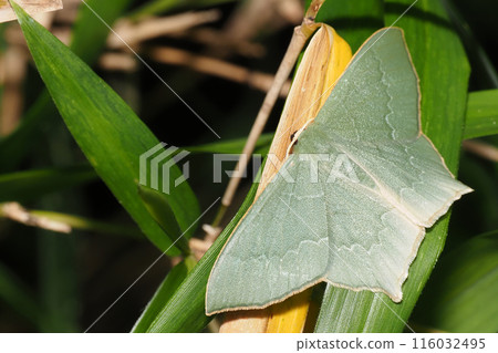 A type of blue-green scorpion 116032495