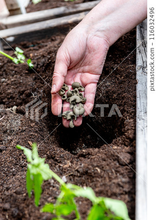The farmer's hands hold granules of grey fertiliser before tomatoes planting in the ground The farmer's hands hold granules of grey fertiliser before tomatoes planting in the ground 116032496