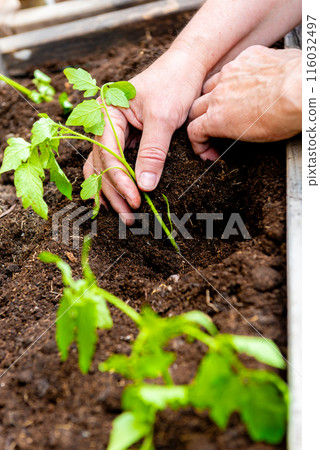 planting tomatoes in a garden box in spring. 116032497