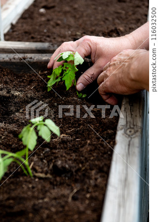 planting tomatoes in a garden box in spring. planting tomatoes in a garden box in spring. 116032500