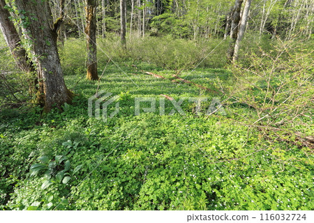A community of lily of the valley on the plateau 116032724