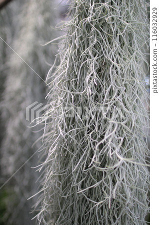 Indoor plants: Air plants 116032929