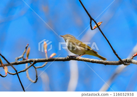 初夏時節，在上高地和八岳的山地和高原上可以看到美麗的鳴鶯。 116032938