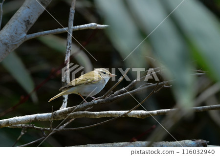 The beautiful song of the Siberian warbler can be seen in the mountains and plateaus of Kamikochi and Yatsugatake in early summer. 116032940