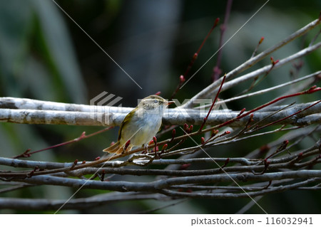 The beautiful song of the Siberian warbler can be seen in the mountains and plateaus of Kamikochi and Yatsugatake in early summer. The beautiful song of the Siberian warbler can be seen in the mountains and plateaus of Kamikochi and Yatsugatake in early summer. 116032941