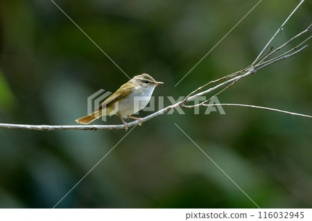 The beautiful song of the Siberian warbler can be seen in the mountains and plateaus of Kamikochi and Yatsugatake in early summer. 116032945