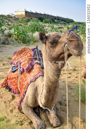 Vertical Image of touristic camel for trips on desert with jaimas in background Vertical Image of touristic camel for trips on desert with jaimas in background 116032952