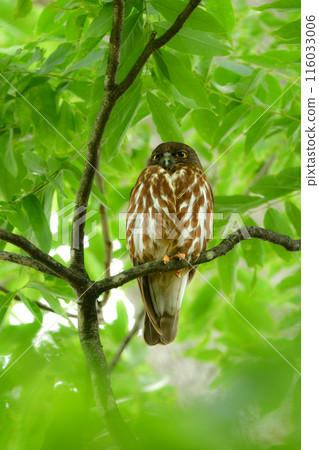 藍貓頭鷹，一種熟悉的貓頭鷹，從初夏到夏季，在神社和寺廟的森林中都可以看到它。 116033006