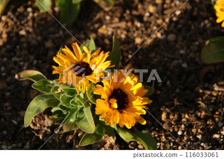 Mary gold ④ 116033061