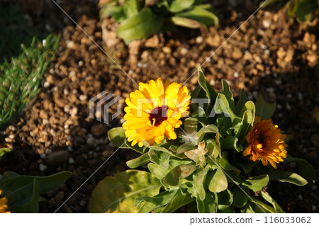 Marigold ⑤ 116033062