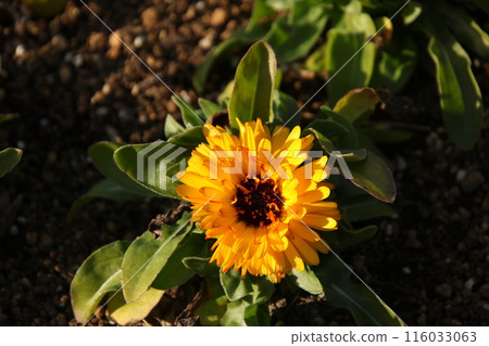 Marigold ⑦ Marigold ⑦ 116033063