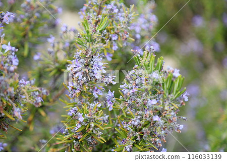 迷迭香花 116033139