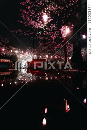 Cherry blossoms at night at Omigawa Castle Park (rainy day) Cherry blossoms at night at Omigawa Castle Park (rainy day) 116033164