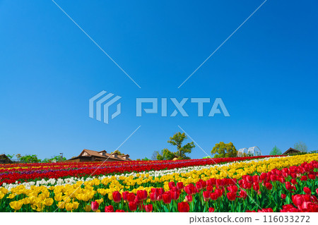 [Osaka Prefecture] April: Family trip to the tulip fields in full bloom 116033272