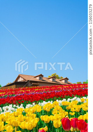 [Osaka Prefecture] April: Family trip to the tulip fields in full bloom 116033279