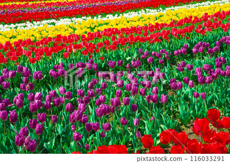 [Osaka Prefecture] April: Family trip to the tulip fields in full bloom 116033291