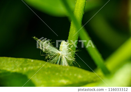 A grasshopper resting on a leaf 116033312
