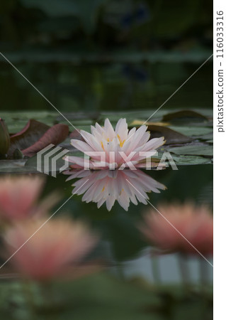 Water lily flower floating on the surface of the water 116033316