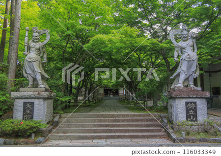 五山觀音寺的藍色楓葉 116033349