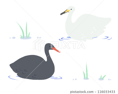 天鵝和黑鳥 116033433