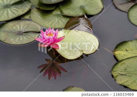 宮城縣川崎町池塘盛開的睡蓮 宮城縣川崎町池塘盛開的睡蓮 116033469