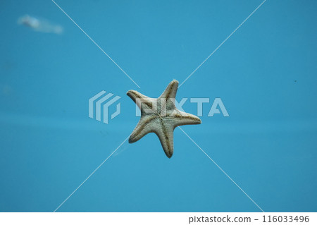 棕色海星緊貼在水族箱壁上的場景 116033496