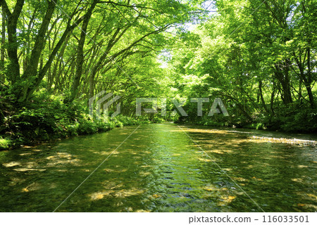 A pristine landscape with sunlight filtering through the trees onto a clear stream 116033501