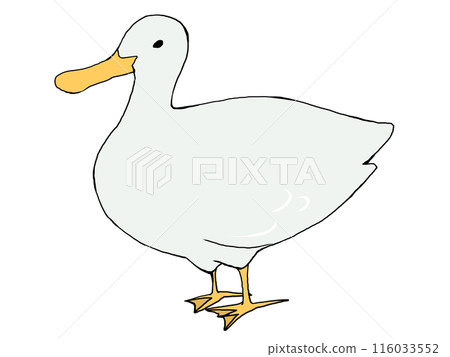 duck	 116033552