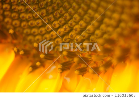 Sunflower Up Picture 116033603