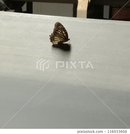 Butterfly on the conveyor 116033608